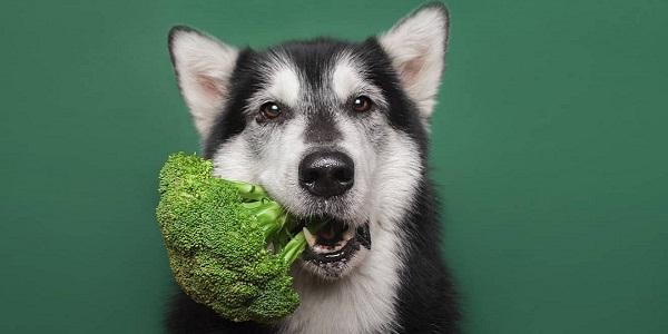 5 sustainable foods that will improve your dog's health AND the planet