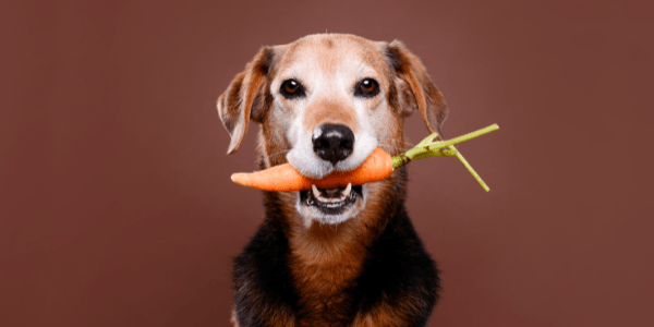 Is a Vegan Diet Safe for Dogs?