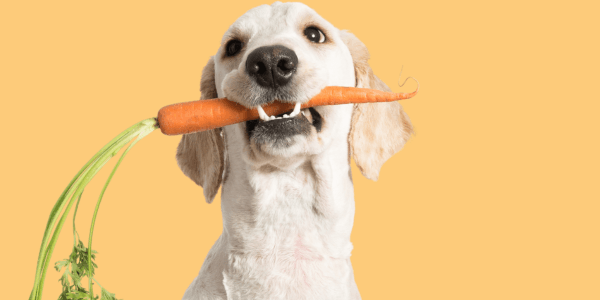Top protein source options if your dog can't eat meat